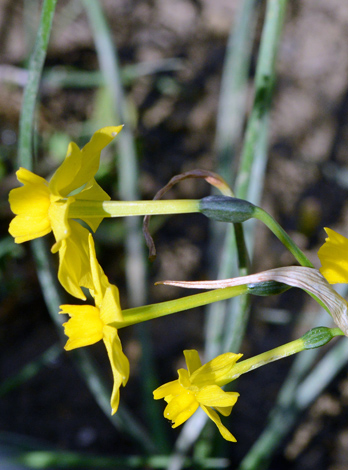 Narcissus flavus close