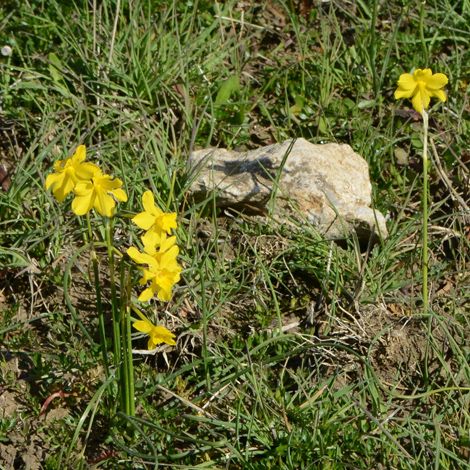 Narcissus flavus whole