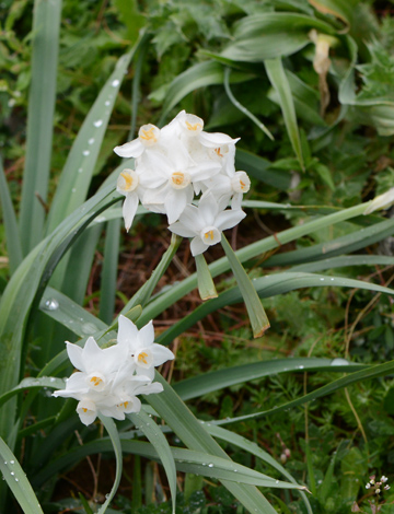 Narcissus papyraceus close