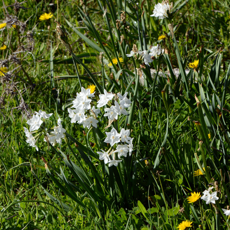 Narcissus papyraceus whole