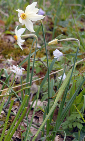 Narcissus poeticus close