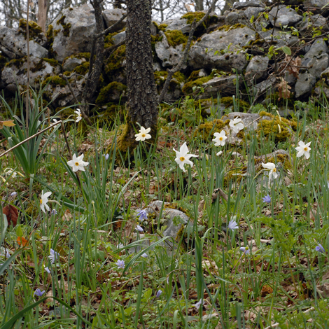 Narcissus poeticus whole