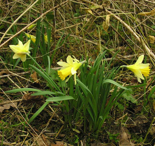 Narcissus pseudonarcissus