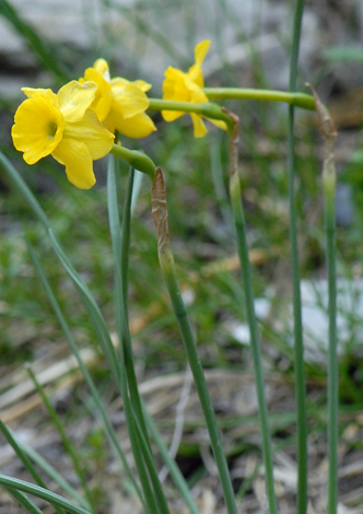 narcissus requienii close