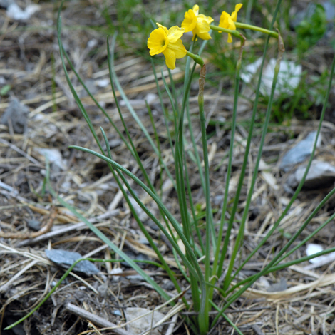 narcissus requienii whole