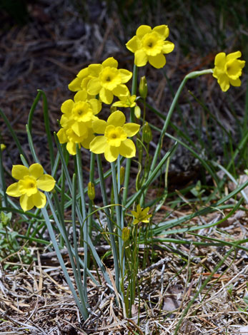 Narcissus rupicola close