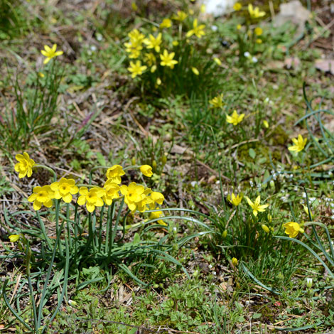 Narcissus rupicola whole