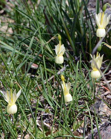 Narcissus truandrus ssp pallidus close