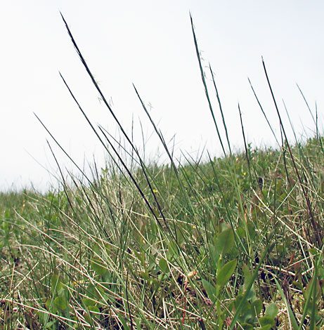 Nardus stricta whole