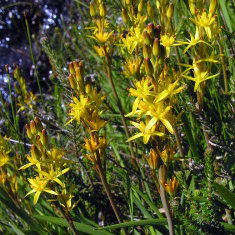 Narthecium ossifragum whole