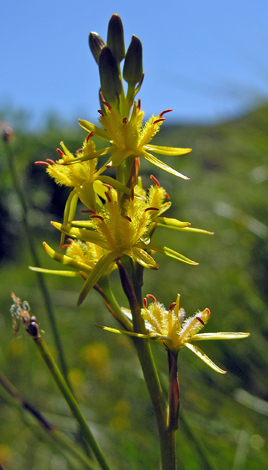 Narthecium ossifragum close