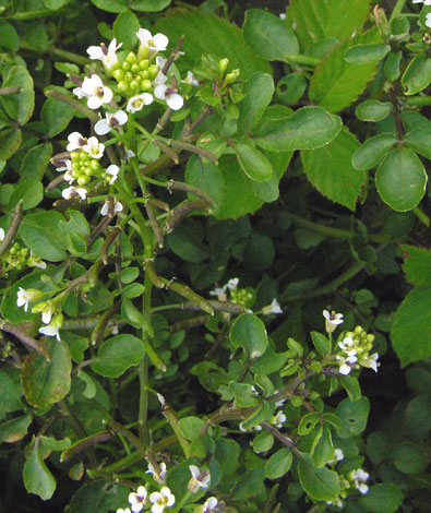 Nasturtium officinale