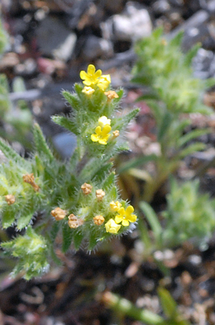 Neatostema apulum close