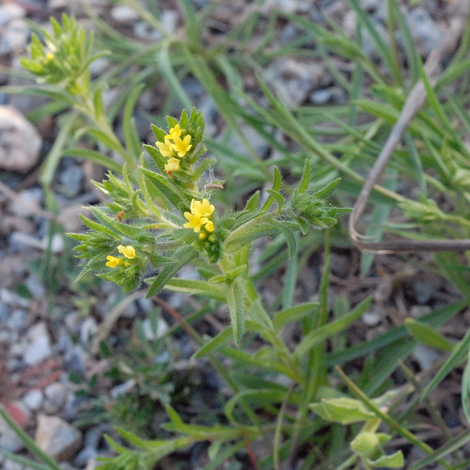 Neatostema apulum whole