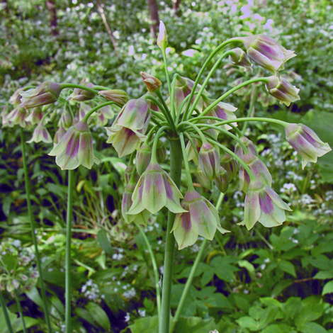 Nectaroscordum siculum close