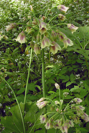 Nectaroscordum siculum whole