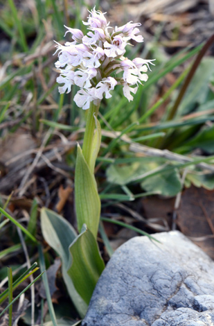 Neotinea tridentata ssp conica close