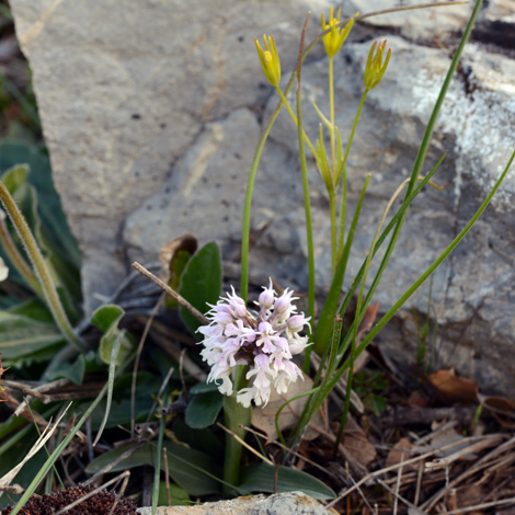 Neotinea tridentata ssp conica whole
