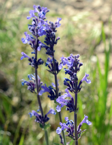 Nepeta betonicifolia close