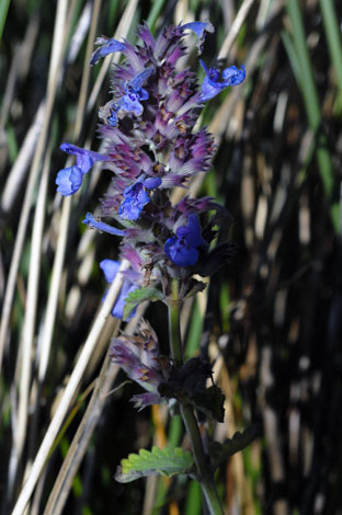 Nepeta x faassenii