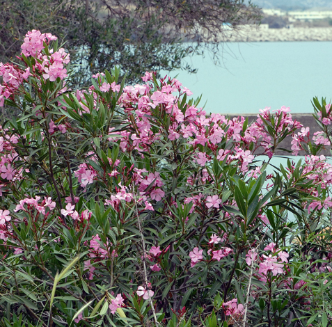 Nerium oleander whole