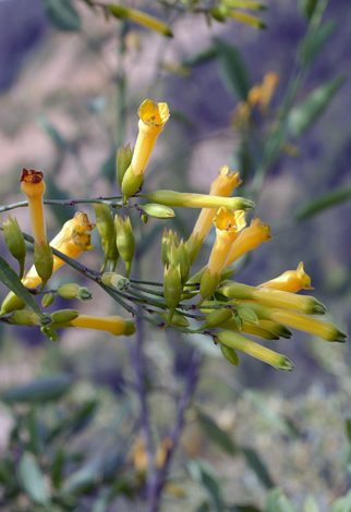 Nicotina glauca close
