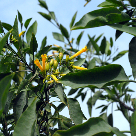 Nicotina glauca whole