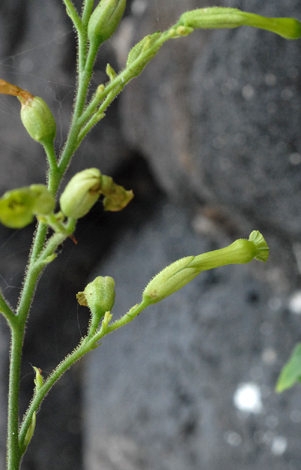 Nicotiana paniculata close