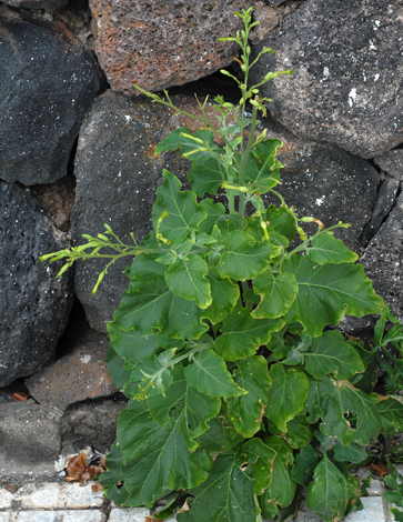 Nicotiana paniculata whole
