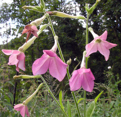 nicotiana x sanderae