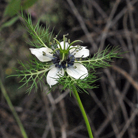 Nigella damascena