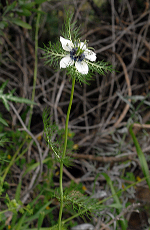 Nigella damascena