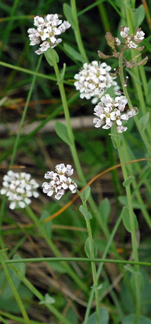 Noccaea caerulescens close