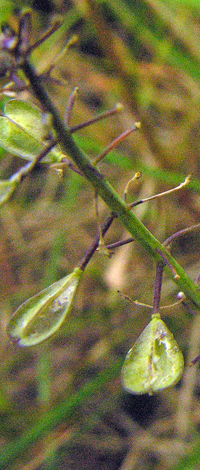 Noccaea caerulescens fruit