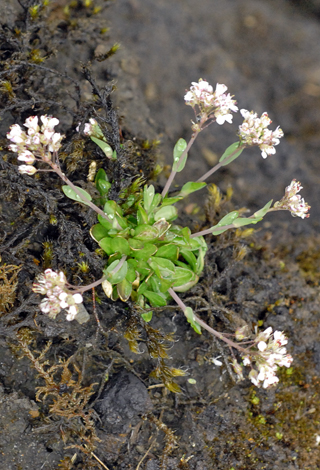 Noccaea caerulescens whole