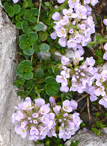 Thlaspi rotundifolium close