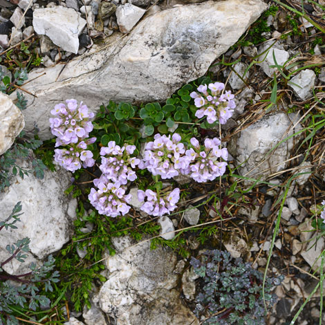 Thlaspi rotundifolium whole