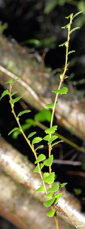 Nothofagis cunninghamii close new