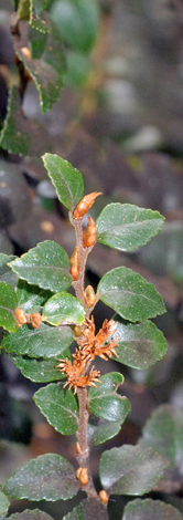 Nothofagis cunninghamii close new