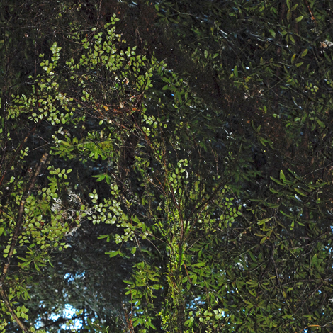 Nothofagis cunninghamii whole