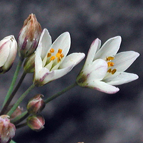 Nothoscordum borbonicum close