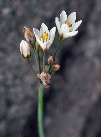 Nothoscordum borbonicum whole