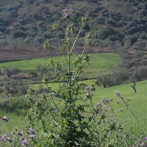 Notobasis syriaca whole