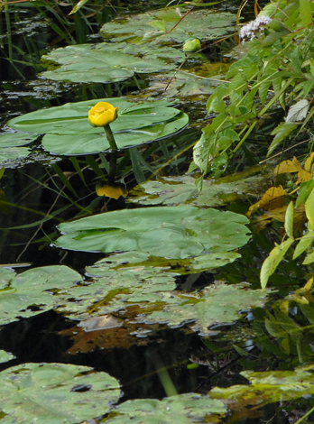 Nupahrlutea whole