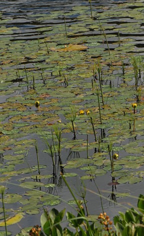 Nuphar pumila