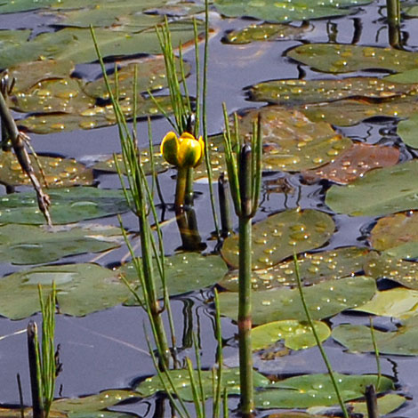 Nuphar pumila close