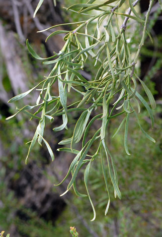 Nuytsai floribunda close
