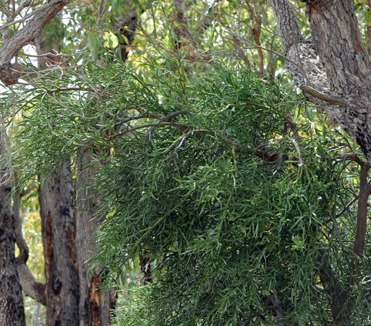 Nuytsai floribunda whole