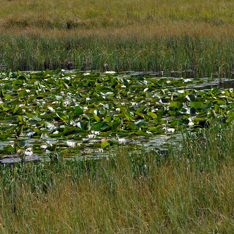 Nymphaea alba ssp alba whole