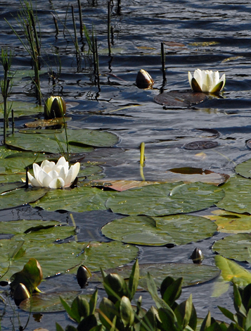 Nymphaea alba ssp alba close